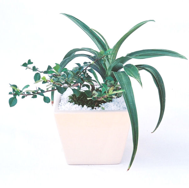 �����~�Ə����܂��B�����ɂ��₩��鉏�N�A���I�I�X�ɏt�A�R�����납���ȐԂ��ԁB�}�ɒ��ڂڂ݂�t���J�Ԃ��܂��B�Ԑ��������Ă��A���Ȃ��Ă��A�Ƃɂ��������A��x������ǂ����Ă���ɓ��ꂽ���Ȃ�A���ł��I 
   ���̏��i�́A�~�j�T�C�Y�ɍ��܂����B�������̃C���e���A�Ƃ��ăe�[�u���⑋�ӂɂ�����傫���ł��B�܂������̂����߂̈�i�ł��I�I�I