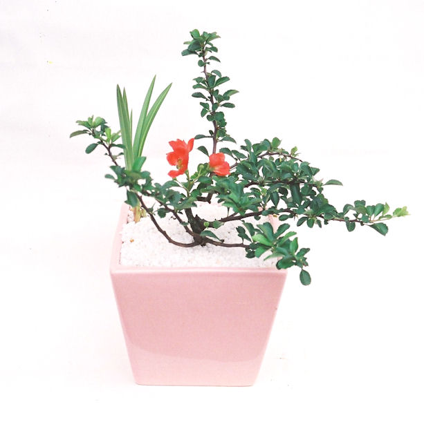 �����~�Ə����܂��B�����ɂ��₩��鉏�N�A���I�I�X�ɏt�A�R�����납���ȐԂ��ԁB�}�ɒ��ڂڂ݂�t���J�Ԃ��܂��B�Ԑ��������Ă��A���Ȃ��Ă��A�Ƃɂ��������A��x������ǂ����Ă���ɓ��ꂽ���Ȃ�A���ł��I 
   ���̏��i�́A�~�j�T�C�Y�ɍ��܂����B�������̃C���e���A�Ƃ��ăe�[�u���⑋�ӂɂ�����傫���ł��B�܂������̂����߂̈�i�ł��I�I�I