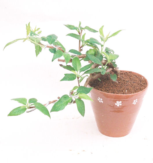 �P�O�����B�t�ƏH�̓��炭�T�N���ł��B�N�Ԃ̒��x�X�g�Z���[�ɂȂ�܂����I�I�I�R���p�N�g�ɉ������܂����B���߂Ă̕��ɂ���Ă₷����v�ȐA���ł��B