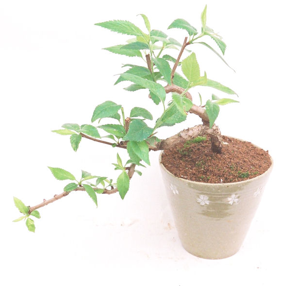 �P�O�����B�t�ƏH�̓��炭�T�N���ł��B�N�Ԃ̒��x�X�g�Z���[�ɂȂ�܂����I�I�I�R���p�N�g�ɉ������܂����B���߂Ă̕��ɂ���Ă₷����v�ȐA���ł��B