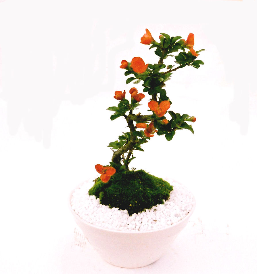 �����~�Ə����܂��B�����ɂ��₩��鉏�N�A���I�I�X�ɏt�A�R�����납���ȐԂ��ԁB�}�ɒ��ڂڂ݂�t���J�Ԃ��܂��B�Ԑ��������Ă��A���Ȃ��Ă��A�Ƃɂ��������A��x������ǂ����Ă���ɓ��ꂽ���Ȃ�A���ł��I 
   ���̏��i�́A�~�j�T�C�Y�ɍ��܂����B�������̃C���e���A�Ƃ��ăe�[�u���⑋�ӂɂ�����傫���ł��B�܂������̂����߂̈�i�ł��I�I�I