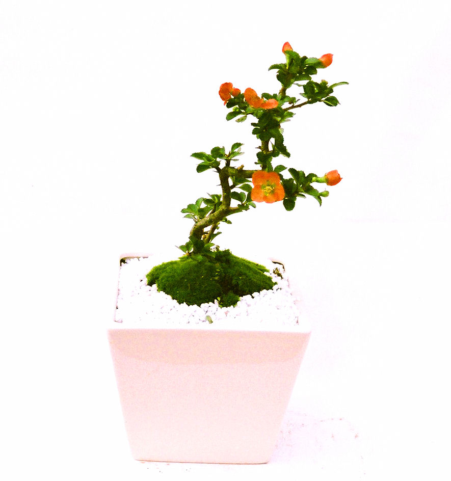 �����~�Ə����܂��B�����ɂ��₩��鉏�N�A���I�I�X�ɏt�A�R�����납���ȐԂ��ԁB�}�ɒ��ڂڂ݂�t���J�Ԃ��܂��B�Ԑ��������Ă��A���Ȃ��Ă��A�Ƃɂ��������A��x������ǂ����Ă���ɓ��ꂽ���Ȃ�A���ł��I 
   ���̏��i�́A�~�j�T�C�Y�ɍ��܂����B�������̃C���e���A�Ƃ��ăe�[�u���⑋�ӂɂ�����傫���ł��B�܂������̂����߂̈�i�ł��I�I�I