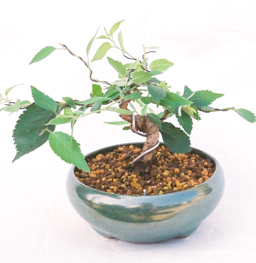 �N�Ԃ̒��x�X�g�Z���[�ɂȂ�܂����I�I�I�R���p�N�g�ɉ������܂����B���߂Ă̕��ɂ���Ă₷����v�ȐA���ł��B