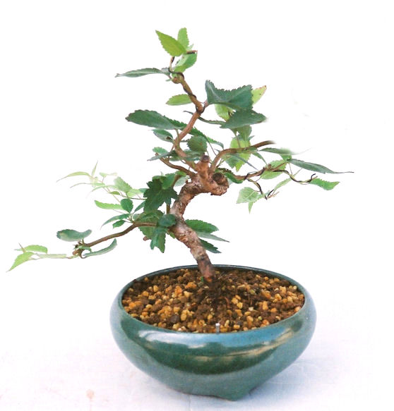 �N�Ԃ̒��x�X�g�Z���[�ɂȂ�܂����I�I�I�R���p�N�g�ɉ������܂����B���߂Ă̕��ɂ���Ă₷����v�ȐA���ł��B