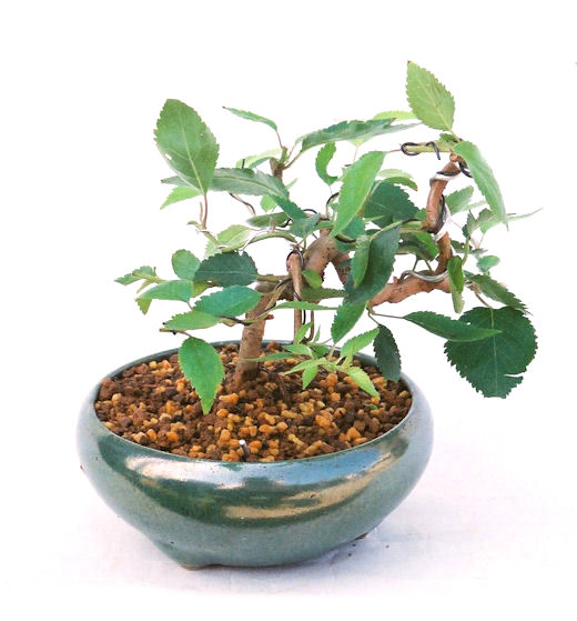 �N�Ԃ̒��x�X�g�Z���[�ɂȂ�܂����I�I�I�R���p�N�g�ɉ������܂����B���߂Ă̕��ɂ���Ă₷����v�ȐA���ł��B