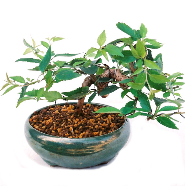 �N�Ԃ̒��x�X�g�Z���[�ɂȂ�܂����I�I�I�R���p�N�g�ɉ������܂����B���߂Ă̕��ɂ���Ă₷����v�ȐA���ł��B