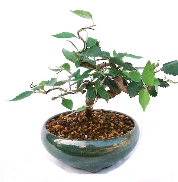 �N�Ԃ̒��x�X�g�Z���[�ɂȂ�܂����I�I�I�R���p�N�g�ɉ������܂����B���߂Ă̕��ɂ���Ă₷����v�ȐA���ł��B