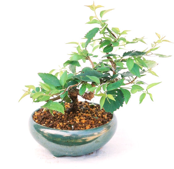 �N�Ԃ̒��x�X�g�Z���[�ɂȂ�܂����I�I�I�R���p�N�g�ɉ������܂����B���߂Ă̕��ɂ���Ă₷����v�ȐA���ł��B