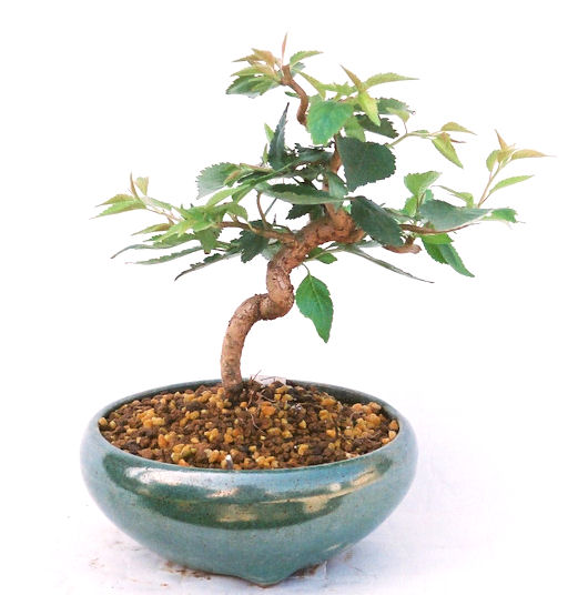 �N�Ԃ̒��x�X�g�Z���[�ɂȂ�܂����I�I�I�R���p�N�g�ɉ������܂����B���߂Ă̕��ɂ���Ă₷����v�ȐA���ł��B