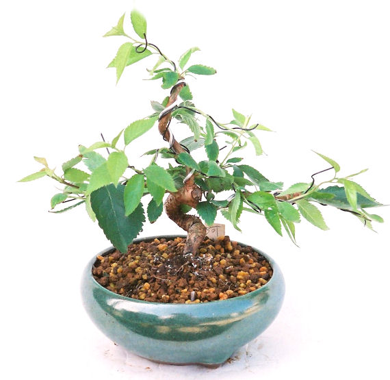 �N�Ԃ̒��x�X�g�Z���[�ɂȂ�܂����I�I�I�R���p�N�g�ɉ������܂����B���߂Ă̕��ɂ���Ă₷����v�ȐA���ł��B