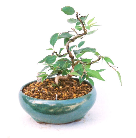 �N�Ԃ̒��x�X�g�Z���[�ɂȂ�܂����I�I�I�R���p�N�g�ɉ������܂����B���߂Ă̕��ɂ���Ă₷����v�ȐA���ł��B