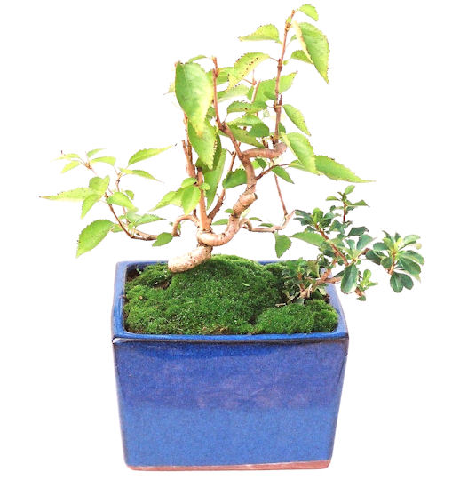 �H����~�ɂ����A�t�ɉԂ��炭�j��炫���ł��B�N�Ԃ̒��x�X�g�Z���[�ɂȂ�܂����I�I�I�R���p�N�g�ɉ������܂����B���߂Ă̕��ɂ���Ă₷����v�ȐA���ł��B