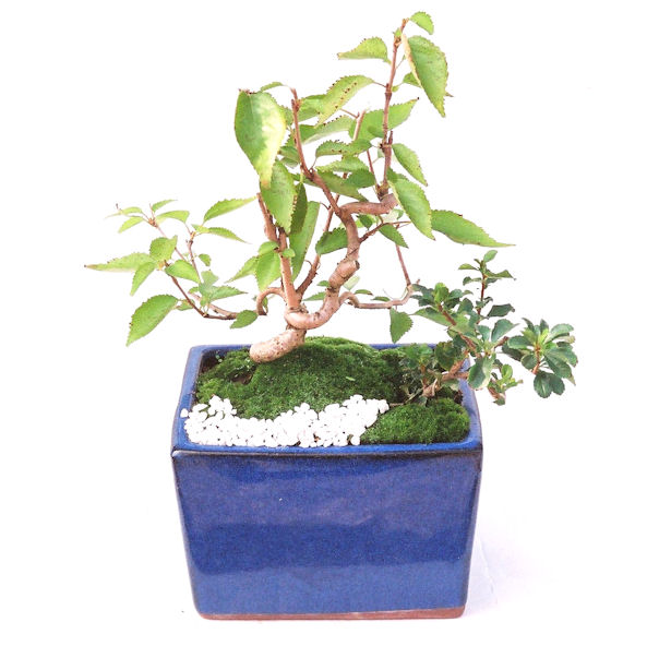 �H����~�ɂ����A�t�ɉԂ��炭�j��炫���ł��B�N�Ԃ̒��x�X�g�Z���[�ɂȂ�܂����I�I�I�R���p�N�g�ɉ������܂����B���߂Ă̕��ɂ���Ă₷����v�ȐA���ł��B