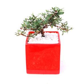 �~�́@�f�U�C�����W��