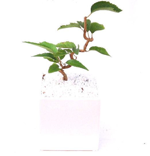 �P�O�����B�t�ƏH�̓��炭�T�N���ł��B�N�Ԃ̒��x�X�g�Z���[�ɂȂ�܂����I�I�I�R���p�N�g�ɉ������܂����B���߂Ă̕��ɂ���Ă₷����v�ȐA���ł��B