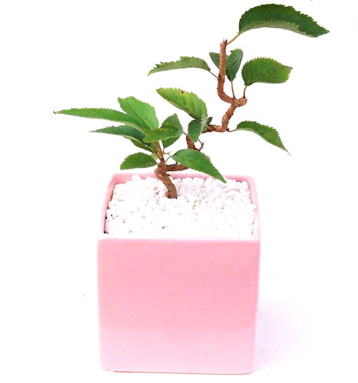 �P�O�����B�t�ƏH�̓��炭�T�N���ł��B�N�Ԃ̒��x�X�g�Z���[�ɂȂ�܂����I�I�I�R���p�N�g�ɉ������܂����B���߂Ă̕��ɂ���Ă₷����v�ȐA���ł��B