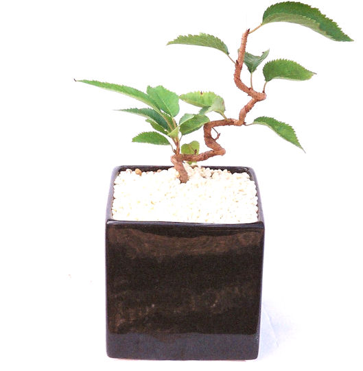 �P�O�����B�t�ƏH�̓��炭�T�N���ł��B�N�Ԃ̒��x�X�g�Z���[�ɂȂ�܂����I�I�I�R���p�N�g�ɉ������܂����B���߂Ă̕��ɂ���Ă₷����v�ȐA���ł��B