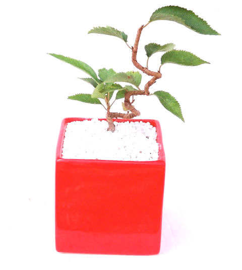 �P�O�����B�t�ƏH�̓��炭�T�N���ł��B�N�Ԃ̒��x�X�g�Z���[�ɂȂ�܂����I�I�I�R���p�N�g�ɉ������܂����B���߂Ă̕��ɂ���Ă₷����v�ȐA���ł��B