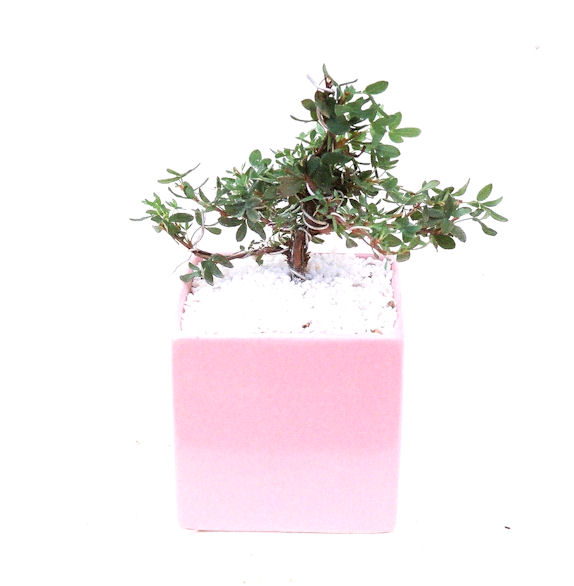 ����̖؁B����̖؂͈���^�A�����^�A���^���Ăэ��ގ��؂ƌ����Ă��܂��B