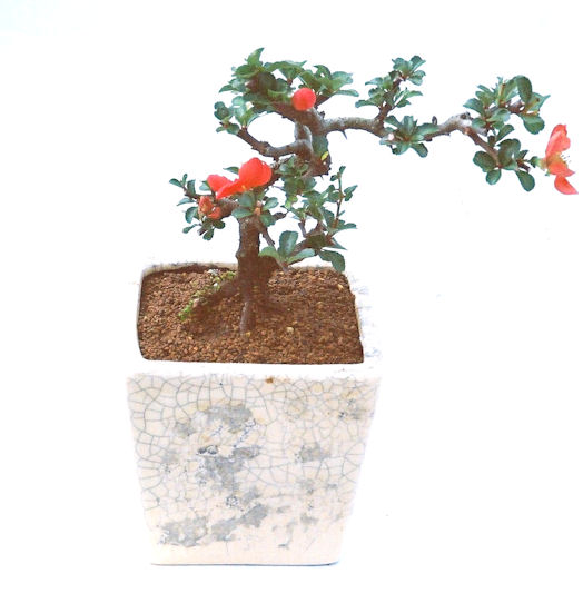 �����~�Ə����܂��B�����ɂ��₩��鉏�N�A���I�I�X�ɏt�A�R�����납���ȐԂ��ԁB�}�ɒ��ڂڂ݂�t���J�Ԃ��܂��B�Ԑ��������Ă��A���Ȃ��Ă��A�Ƃɂ��������A��x������ǂ����Ă���ɓ��ꂽ���Ȃ�A���ł��I 
   ���̏��i�́A�~�j�T�C�Y�ɍ��܂����B�������̃C���e���A�Ƃ��ăe�[�u���⑋�ӂɂ�����傫���ł��B�܂������̂����߂̈�i�ł��I�I�I