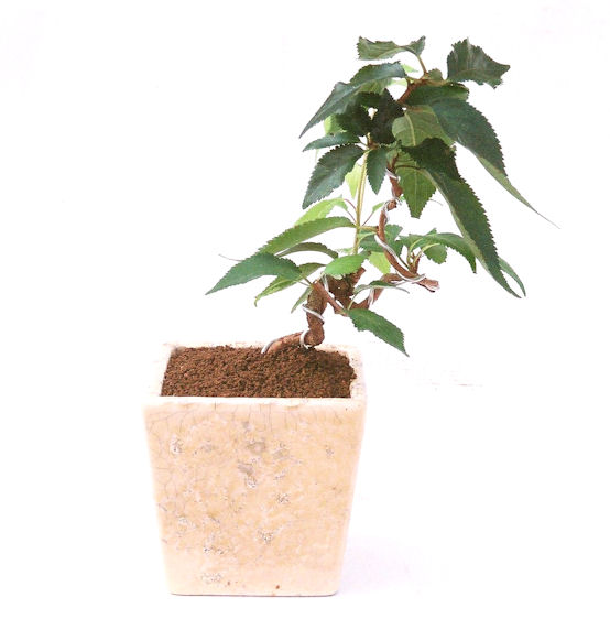 �H����~�ɂ����A�t�ɉԂ��炭�j��炫���ł��B�N�Ԃ̒��x�X�g�Z���[�ɂȂ�܂����I�I�I�R���p�N�g�ɉ������܂����B���߂Ă̕��ɂ���Ă₷����v�ȐA���ł��B