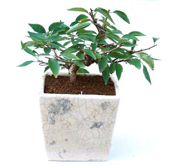 �H����~�ɂ����A�t�ɉԂ��炭�j��炫���ł��B�N�Ԃ̒��x�X�g�Z���[�ɂȂ�܂����I�I�I�R���p�N�g�ɉ������܂����B���߂Ă̕��ɂ���Ă₷����v�ȐA���ł��B