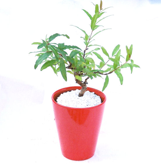 ������́A�q��Ɍb�܂��Ƃ����A�ɉh���Ӗ����鉏�N�A���ł��B�U���ɃI�����W�F�̉Ԃ��炫�A�����Ď����Ȃ�܂��B��(��)�́A���e�ɐl�C�ň��ݕ��Ƃ��Ďs�̂���Ă��܂��B 