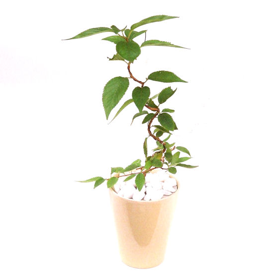 �P�O�����B�t�ƏH�̓��炭�T�N���ł��B�N�Ԃ̒��x�X�g�Z���[�ɂȂ�܂����I�I�I�R���p�N�g�ɉ������܂����B���߂Ă̕��ɂ���Ă₷����v�ȐA���ł��B