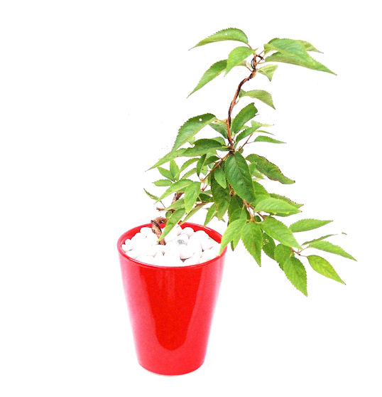 �P�O�����B�t�ƏH�̓��炭�T�N���ł��B�N�Ԃ̒��x�X�g�Z���[�ɂȂ�܂����I�I�I�R���p�N�g�ɉ������܂����B���߂Ă̕��ɂ���Ă₷����v�ȐA���ł��B