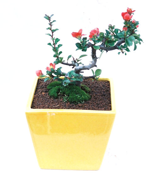 �����~�Ə����܂��B�����ɂ��₩��鉏�N�A���I�I�X�ɏt�A�R�����납���ȐԂ��ԁB�}�ɒ��ڂڂ݂�t���J�Ԃ��܂��B�Ԑ��������Ă��A���Ȃ��Ă��A�Ƃɂ��������A��x������ǂ����Ă���ɓ��ꂽ���Ȃ�A���ł��I 
   ���̏��i�́A�~�j�T�C�Y�ɍ��܂����B�������̃C���e���A�Ƃ��ăe�[�u���⑋�ӂɂ�����傫���ł��B�܂������̂����߂̈�i�ł��I�I�I