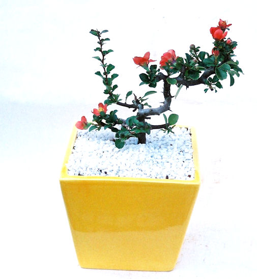 �����~�Ə����܂��B�����ɂ��₩��鉏�N�A���I�I�X�ɏt�A�R�����납���ȐԂ��ԁB�}�ɒ��ڂڂ݂�t���J�Ԃ��܂��B�Ԑ��������Ă��A���Ȃ��Ă��A�Ƃɂ��������A��x������ǂ����Ă���ɓ��ꂽ���Ȃ�A���ł��I 
   ���̏��i�́A�~�j�T�C�Y�ɍ��܂����B�������̃C���e���A�Ƃ��ăe�[�u���⑋�ӂɂ�����傫���ł��B�܂������̂����߂̈�i�ł��I�I�I