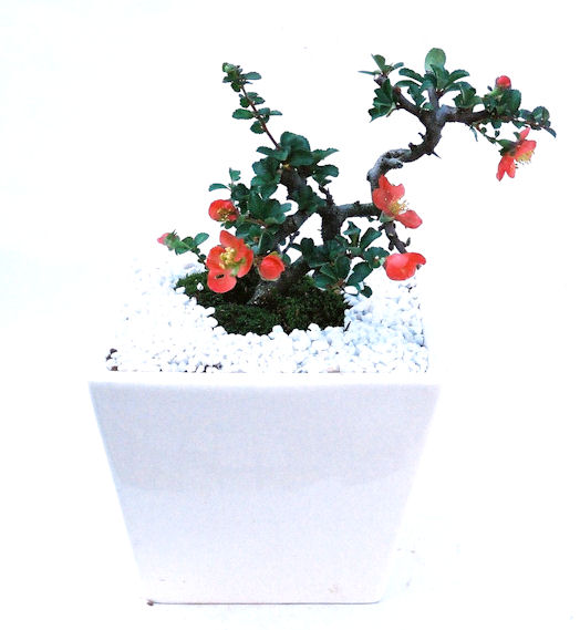 �����~�Ə����܂��B�����ɂ��₩��鉏�N�A���I�I�X�ɏt�A�R�����납���ȐԂ��ԁB�}�ɒ��ڂڂ݂�t���J�Ԃ��܂��B�Ԑ��������Ă��A���Ȃ��Ă��A�Ƃɂ��������A��x������ǂ����Ă���ɓ��ꂽ���Ȃ�A���ł��I 
   ���̏��i�́A�~�j�T�C�Y�ɍ��܂����B�������̃C���e���A�Ƃ��ăe�[�u���⑋�ӂɂ�����傫���ł��B�܂������̂����߂̈�i�ł��I�I�I