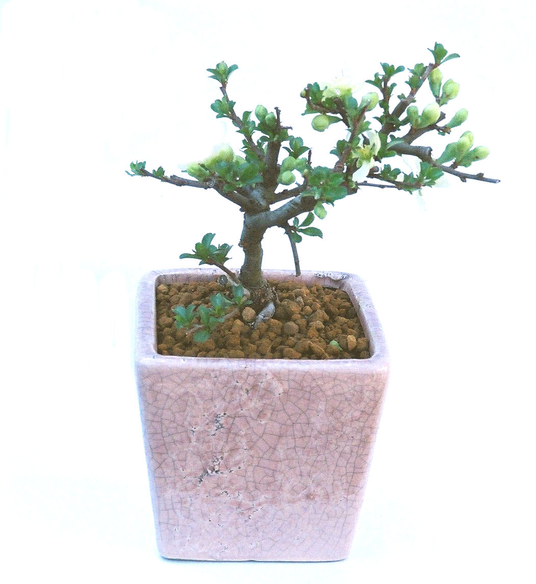 �����~�Ə����܂��B�����ɂ��₩��鉏�N�A���I�I�X�ɏt�A�R�����납���ȐԂ��ԁB�}�ɒ��ڂڂ݂�t���J�Ԃ��܂��B�Ԑ��������Ă��A���Ȃ��Ă��A�Ƃɂ��������A��x������ǂ����Ă���ɓ��ꂽ���Ȃ�A���ł��I 
   ���̏��i�́A�~�j�T�C�Y�ɍ��܂����B�������̃C���e���A�Ƃ��ăe�[�u���⑋�ӂɂ�����傫���ł��B�܂������̂����߂̈�i�ł��I�I�I