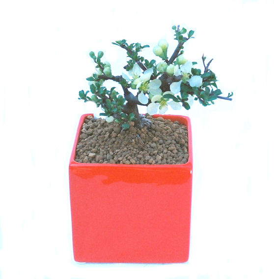 �����~�Ə����܂��B�����ɂ��₩��鉏�N�A���I�I�X�ɏt�A�R�����납���ȐԂ��ԁB�}�ɒ��ڂڂ݂�t���J�Ԃ��܂��B�Ԑ��������Ă��A���Ȃ��Ă��A�Ƃɂ��������A��x������ǂ����Ă���ɓ��ꂽ���Ȃ�A���ł��I 
   ���̏��i�́A�~�j�T�C�Y�ɍ��܂����B�������̃C���e���A�Ƃ��ăe�[�u���⑋�ӂɂ�����傫���ł��B�܂������̂����߂̈�i�ł��I�I�I