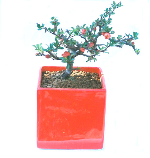 �����~�Ə����܂��B�����ɂ��₩��鉏�N�A���I�I�X�ɏt�A�R�����납���ȐԂ��ԁB�}�ɒ��ڂڂ݂�t���J�Ԃ��܂��B�Ԑ��������Ă��A���Ȃ��Ă��A�Ƃɂ��������A��x������ǂ����Ă���ɓ��ꂽ���Ȃ�A���ł��I 
   ���̏��i�́A�~�j�T�C�Y�ɍ��܂����B�������̃C���e���A�Ƃ��ăe�[�u���⑋�ӂɂ�����傫���ł��B�܂������̂����߂̈�i�ł��I�I�I