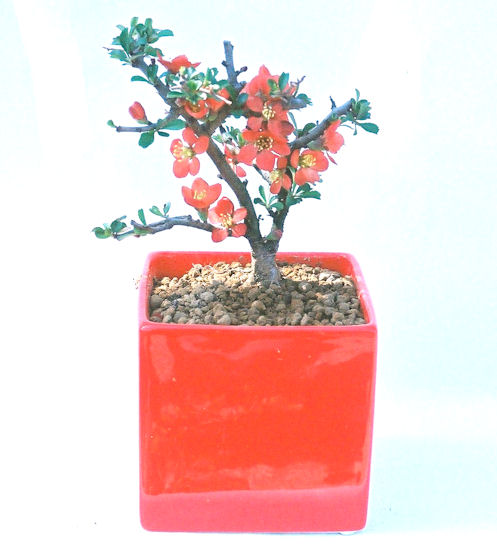 �����~�Ə����܂��B�����ɂ��₩��鉏�N�A���I�I�X�ɏt�A�R�����납���ȐԂ��ԁB�}�ɒ��ڂڂ݂�t���J�Ԃ��܂��B�Ԑ��������Ă��A���Ȃ��Ă��A�Ƃɂ��������A��x������ǂ����Ă���ɓ��ꂽ���Ȃ�A���ł��I 
   ���̏��i�́A�~�j�T�C�Y�ɍ��܂����B�������̃C���e���A�Ƃ��ăe�[�u���⑋�ӂɂ�����傫���ł��B�܂������̂����߂̈�i�ł��I�I�I