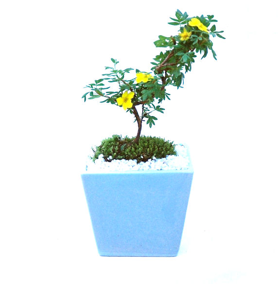 ����̖؁B����̖؂͈���^�A�����^�A���^���Ăэ��ގ��؂ƌ����Ă��܂��B