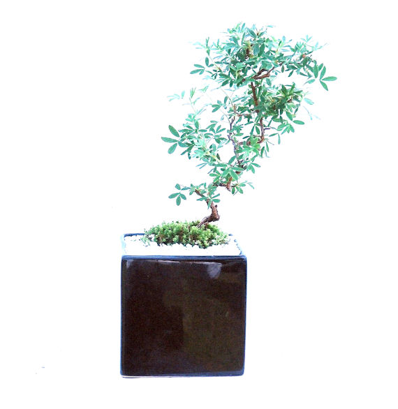 ���I�~�Ə����܂��B�����ɂ��₩��鉏�N�A���I�I�Ƃɂ��������A��x������ǂ����Ă���ɓ��ꂽ���Ȃ�A���ł��I 
   ���̏��i�́A�~�j�T�C�Y�ɍ��܂����B�������̃C���e���A�Ƃ��ăe�[�u���⑋�ӂɂ�����傫���ł��B�܂������̂����߂̈�i�ł��I�I�I