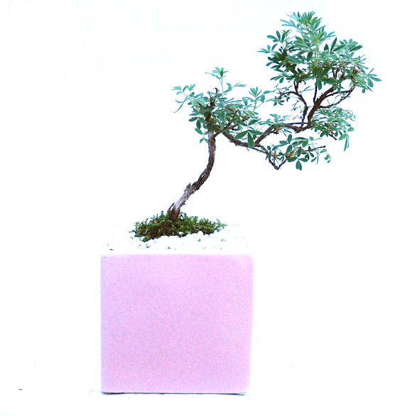 ���I�~�Ə����܂��B�����ɂ��₩��鉏�N�A���I�I�Ƃɂ��������A��x������ǂ����Ă���ɓ��ꂽ���Ȃ�A���ł��I 
   ���̏��i�́A�~�j�T�C�Y�ɍ��܂����B�������̃C���e���A�Ƃ��ăe�[�u���⑋�ӂɂ�����傫���ł��B�܂������̂����߂̈�i�ł��I�I�I