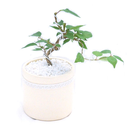 �P�O�����B�t�ƏH�̓��炭�T�N���ł��B�N�Ԃ̒��x�X�g�Z���[�ɂȂ�܂����I�I�I�R���p�N�g�ɉ������܂����B���߂Ă̕��ɂ���Ă₷����v�ȐA���ł��B