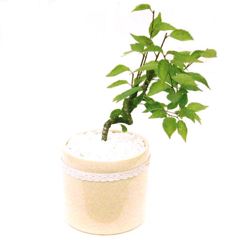 �P�O�����B�t�ƏH�̓��炭�T�N���ł��B�N�Ԃ̒��x�X�g�Z���[�ɂȂ�܂����I�I�I�R���p�N�g�ɉ������܂����B���߂Ă̕��ɂ���Ă₷����v�ȐA���ł��B