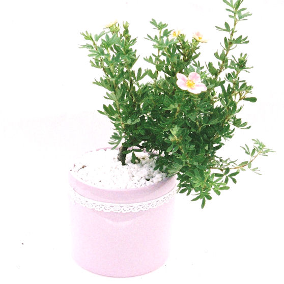 ���I�~�Ə����܂��B�����ɂ��₩��鉏�N�A���I�I�Ƃɂ��������A��x������ǂ����Ă���ɓ��ꂽ���Ȃ�A���ł��I 
   ���̏��i�́A�~�j�T�C�Y�ɍ��܂����B�������̃C���e���A�Ƃ��ăe�[�u���⑋�ӂɂ�����傫���ł��B�܂������̂����߂̈�i�ł��I�I�I