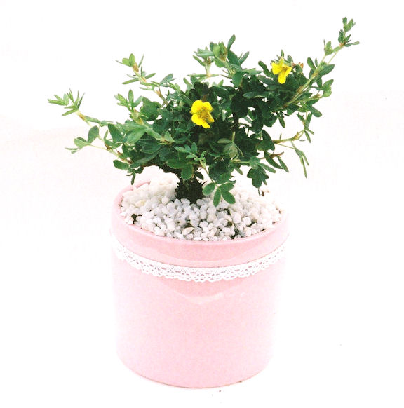 ����̖؁B����̖؂͈���^�A�����^�A���^���Ăэ��ގ��؂ƌ����Ă��܂��B