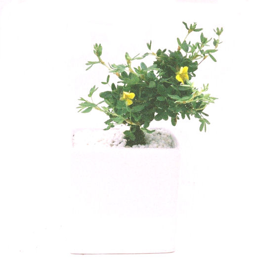 ����̖؁B����̖؂͈���^�A�����^�A���^���Ăэ��ގ��؂ƌ����Ă��܂��B