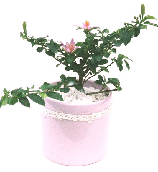 �Q�O�O�Q�N�ȗ��A�N�Ԃ̃x�X�g�Z���[�I�I�I�R���p�N�g�ɉ������܂����B���߂Ă̕��ɂ���Ă₷����v�ȐA���ł��B