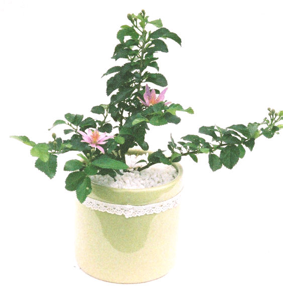 �Q�O�O�Q�N�ȗ��A�N�Ԃ̃x�X�g�Z���[�I�I�I�R���p�N�g�ɉ������܂����B���߂Ă̕��ɂ���Ă₷����v�ȐA���ł��B