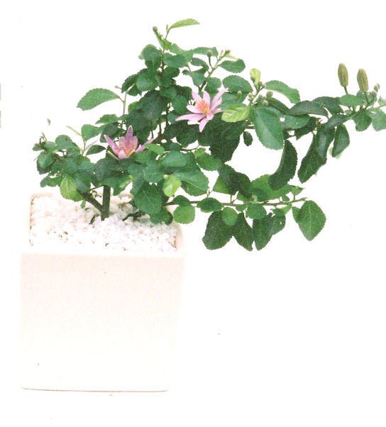 �Q�O�O�Q�N�ȗ��A�N�Ԃ̃x�X�g�Z���[�I�I�I�R���p�N�g�ɉ������܂����B���߂Ă̕��ɂ���Ă₷����v�ȐA���ł��B