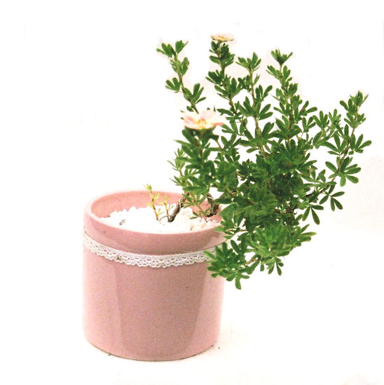 ����̖؂Ə����܂��B�����ɂ��₩��鉏�N�A���I�I�Ƃɂ��������A��x������ǂ����Ă���ɓ��ꂽ���Ȃ�A���ł��I 
   ���̏��i�́A�~�j�T�C�Y�ɍ��܂����B�������̃C���e���A�Ƃ��ăe�[�u���⑋�ӂɂ�����傫���ł��B�܂������̂����߂̈�i�ł��I�I�I