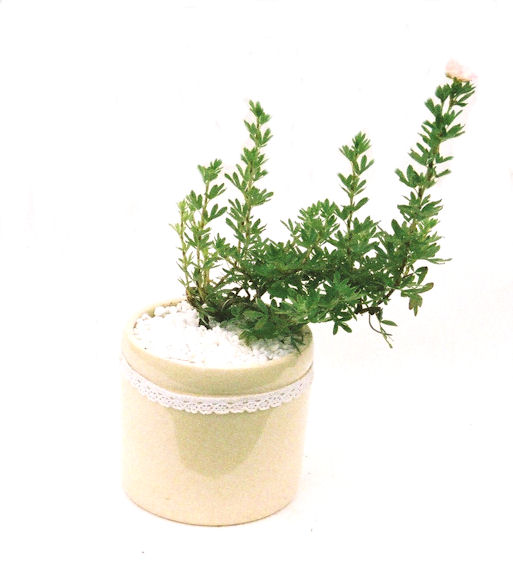 ���I�~�Ə����܂��B�����ɂ��₩��鉏�N�A���I�I�Ƃɂ��������A��x������ǂ����Ă���ɓ��ꂽ���Ȃ�A���ł��I 
   ���̏��i�́A�~�j�T�C�Y�ɍ��܂����B�������̃C���e���A�Ƃ��ăe�[�u���⑋�ӂɂ�����傫���ł��B�܂������̂����߂̈�i�ł��I�I�I