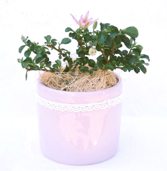 �Q�O�O�Q�N�ȗ��A�N�Ԃ̃x�X�g�Z���[�I�I�I�R���p�N�g�ɉ������܂����B���߂Ă̕��ɂ���Ă₷����v�ȐA���ł��B